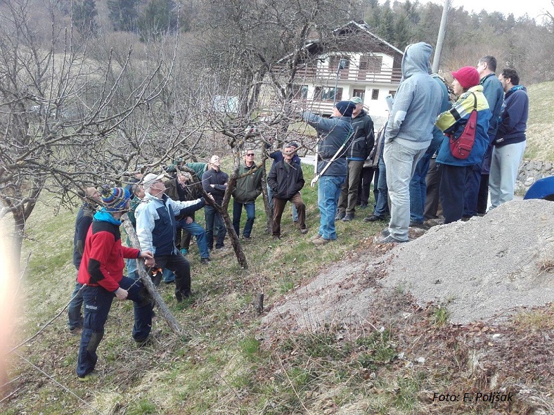 moj sadovnjak 2 prispevek